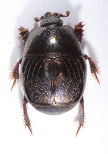 Hypocaccus brasiliensis
